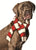 Chilly Dog Pet Scarf, Large - Chicago English Bulldog Rescue - eBully Boutique
 - 1