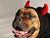 Devil Monkey Sweater - Chicago English Bulldog Rescue - eBully Boutique
 - 4