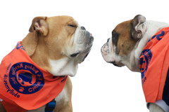 General Donation - Chicago English Bulldog Rescue - eBully Boutique

