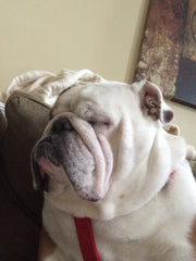 CEBR Adoption Fee - Chicago English Bulldog Rescue - eBully Boutique
