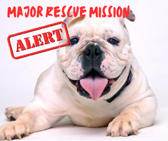 April 2023 Rescue Mission -  Sponsor a Dog