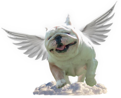 Rescue Angel Pledge Program - Chicago English Bulldog Rescue - eBully Boutique
